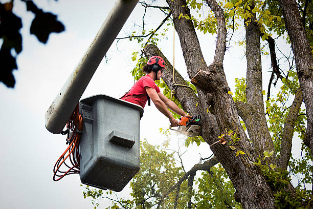 Best Tree Risk Assessment  in Geneseo, IL